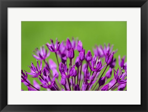 Framed Allium Print