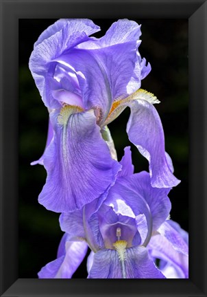 Framed Bearded Iris Print