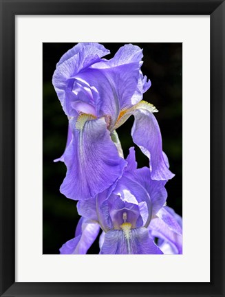 Framed Bearded Iris Print