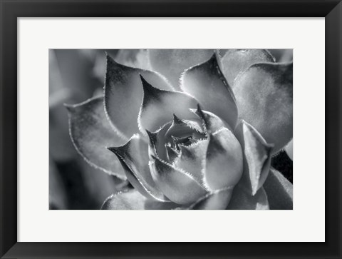 Framed Hens And Chicks, Succulents 1 Print