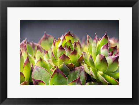 Framed Hens And Chicks, Succulents 2 Print