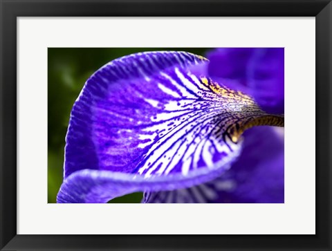 Framed Siberian Iris 1 Print