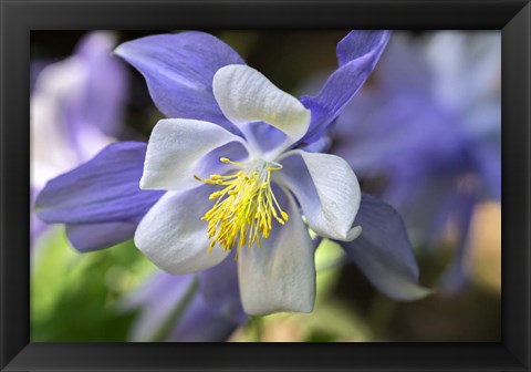 Framed Columbine 2 Print