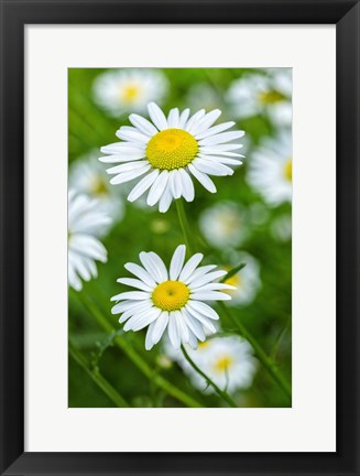 Framed Oxeye Daisy Print