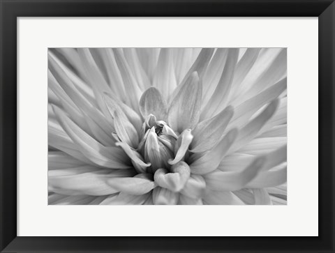 Framed Pink Dahlia A Print