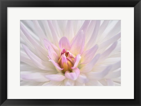 Framed Pink Dahlia B Print