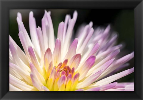 Framed Pink Dahlia C Print