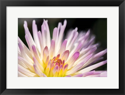 Framed Pink Dahlia C Print