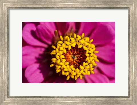 Framed Pink Zinnia D Print