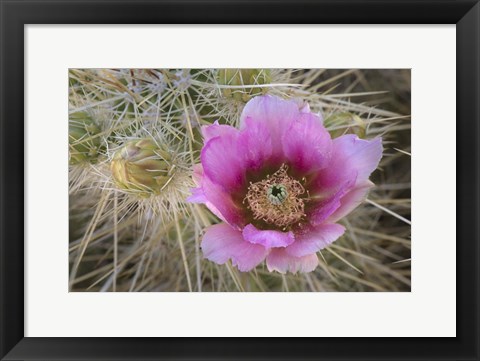 Framed Flowers On Engelmann&#39;s Hedgehog Cactus Print