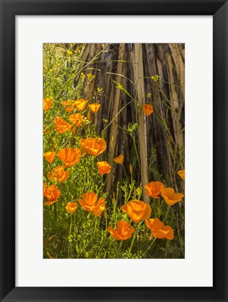 Framed Poppies In Bloom Print