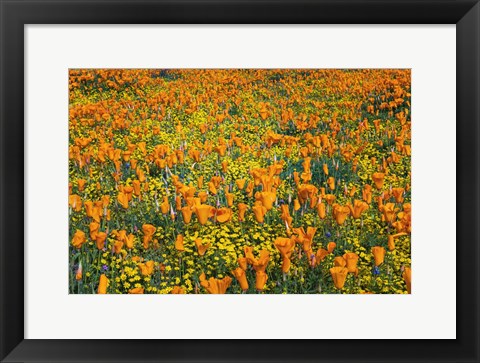 Framed California Poppies And Goldfield Print