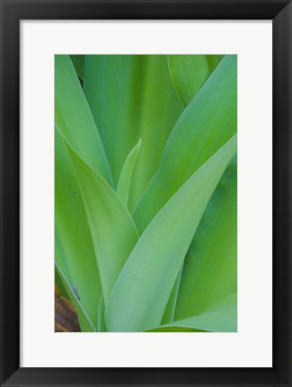 Framed Tropical Foliage Detail 1 Print