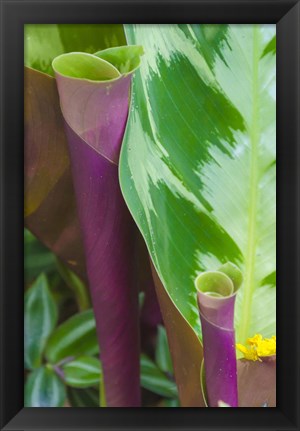 Framed Tropical Foliage Detail 2 Print