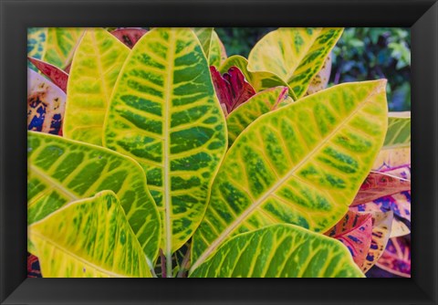 Framed Tropical Foliage Detail 3 Print