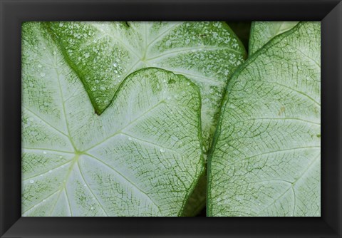 Framed Caladium Leaves Print