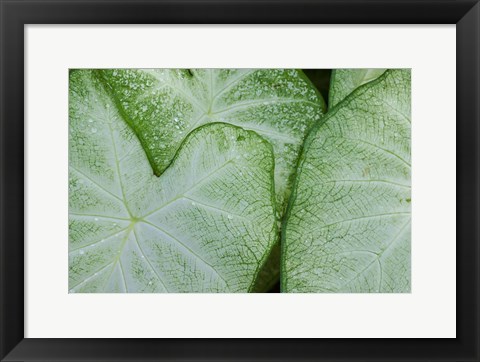 Framed Caladium Leaves Print