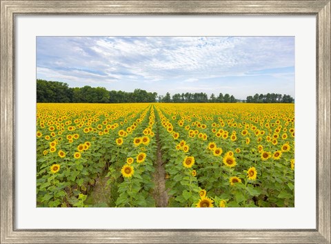 Framed Sunflowers In Field Print