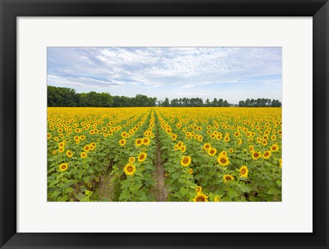 Framed Sunflowers In Field Print