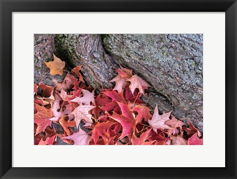 Framed Red Maple Leaves Print