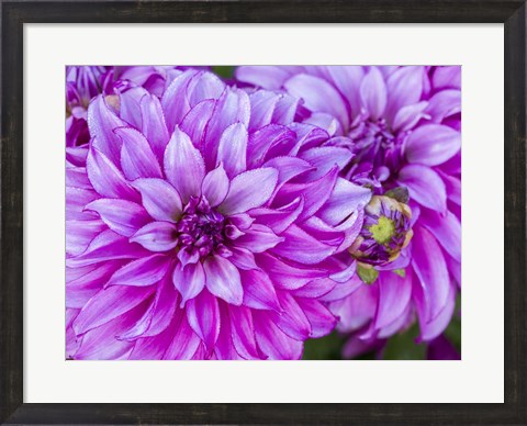 Framed Purple Dahlia Print