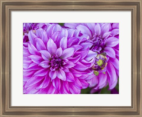 Framed Purple Dahlia Print