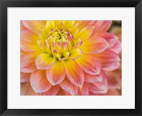 Framed Macro Of A Dahlia Print