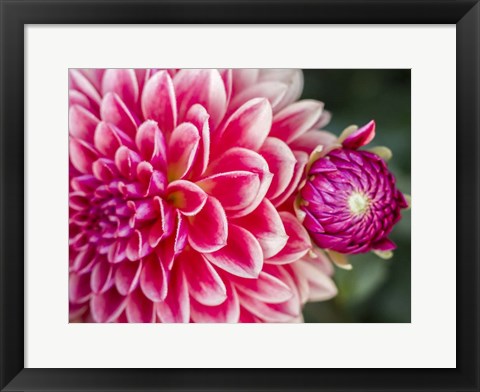 Framed Close-Up Of A Red Dahlia Print