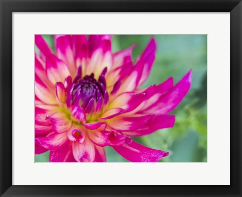 Framed Pink Dahlia Print