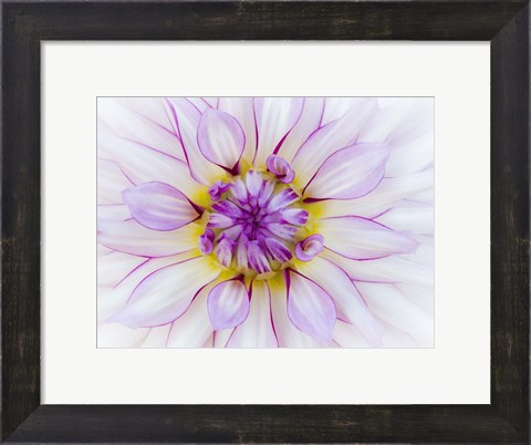 Framed Purple &amp; White Dahlia Print