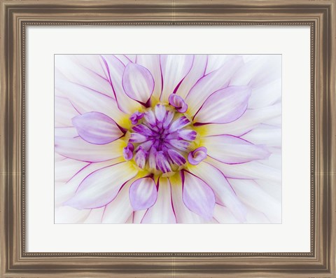 Framed Purple &amp; White Dahlia Print