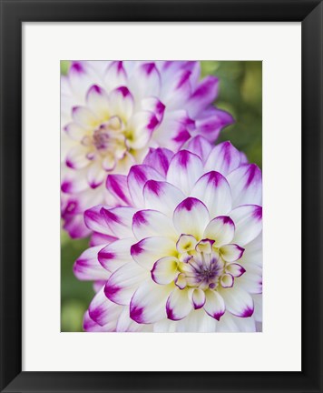 Framed Pair Of Dahlias Print