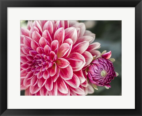 Framed Dahlia With Bud Print