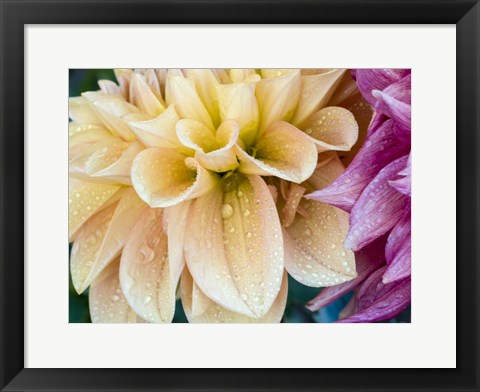 Framed Yellow Dahlia Print