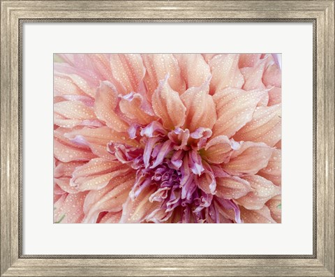 Framed Orange Dahlia Print