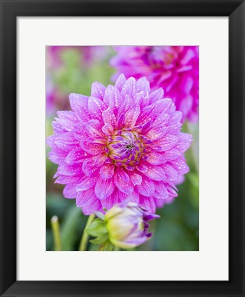 Framed Dahlias Print