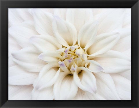 Framed White Dahlia Print