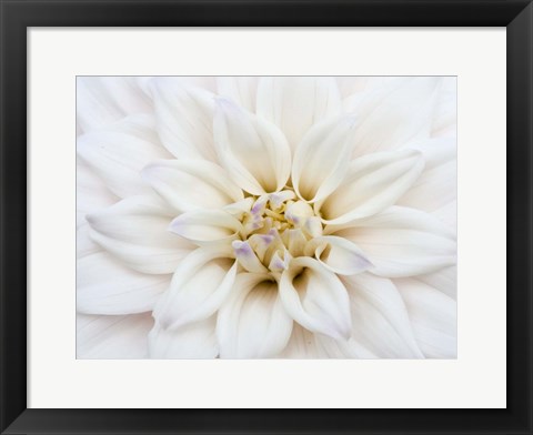 Framed White Dahlia Print