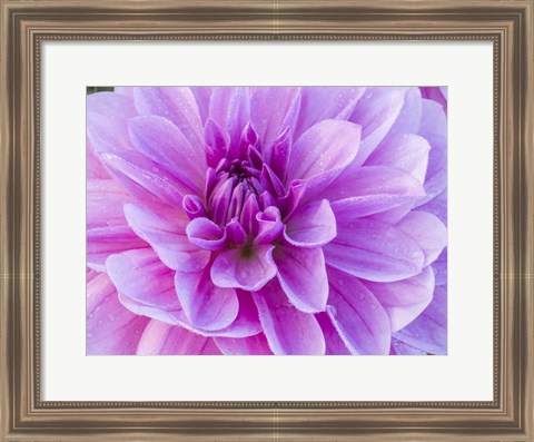 Framed Pretty Pink Dahlia Print