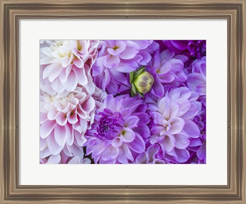 Framed Flower Pattern With Large Group Of Lavender Flowers Print