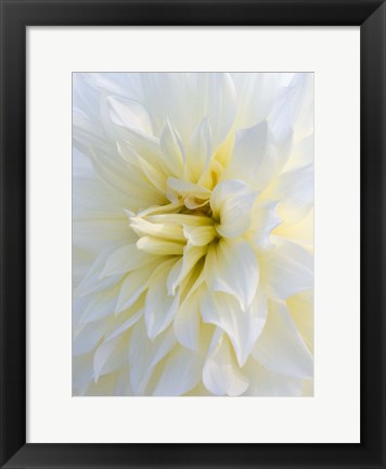 Framed Frozen Dahlia Print