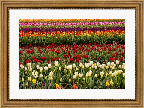 Framed Tulip Field In Bloom Print