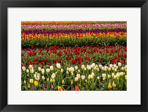 Framed Tulip Field In Bloom Print