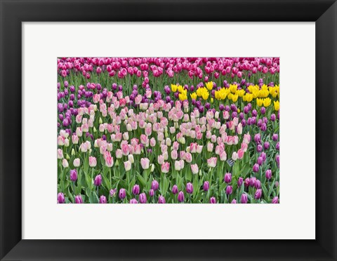 Framed Spring Tulip Garden In Full Bloom Print