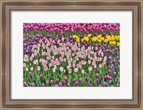 Framed Spring Tulip Garden In Full Bloom Print