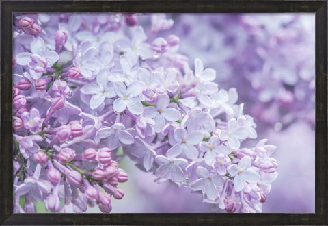 Framed Lilac Close-Up Print