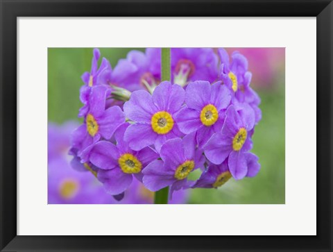 Framed Candelabra Penstemon Print