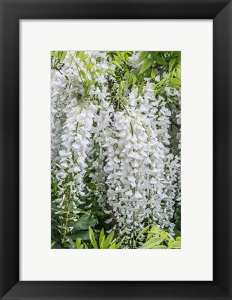 Framed Wisteria Print