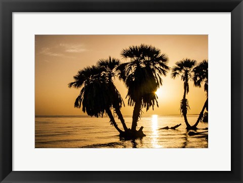 Framed Sunrise On The Beach, Through The Palms Print