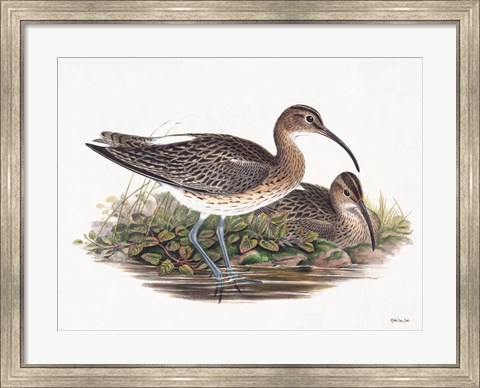 Framed Goulds Coastal Bird III Print